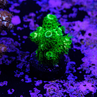 Acropora vermiculata 