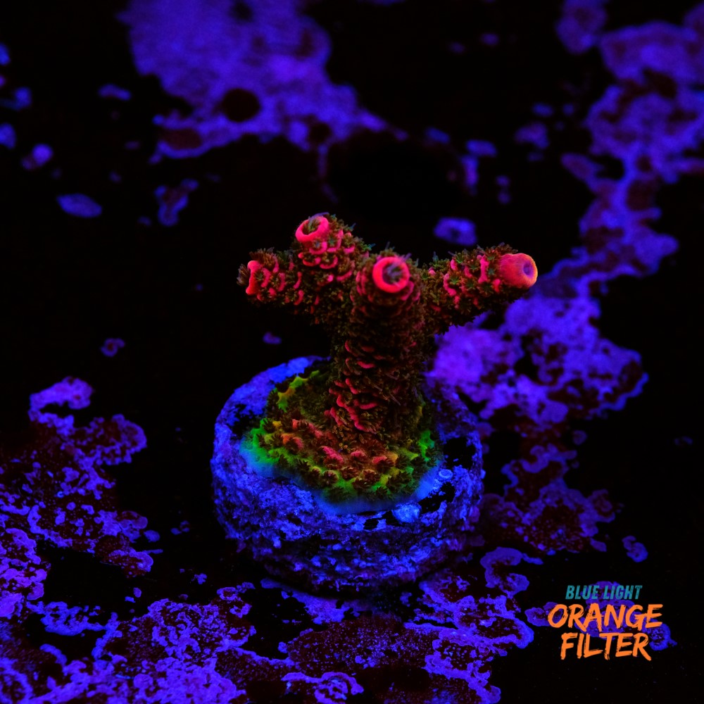 Acropora millepora  1