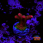 Acropora millepora  1