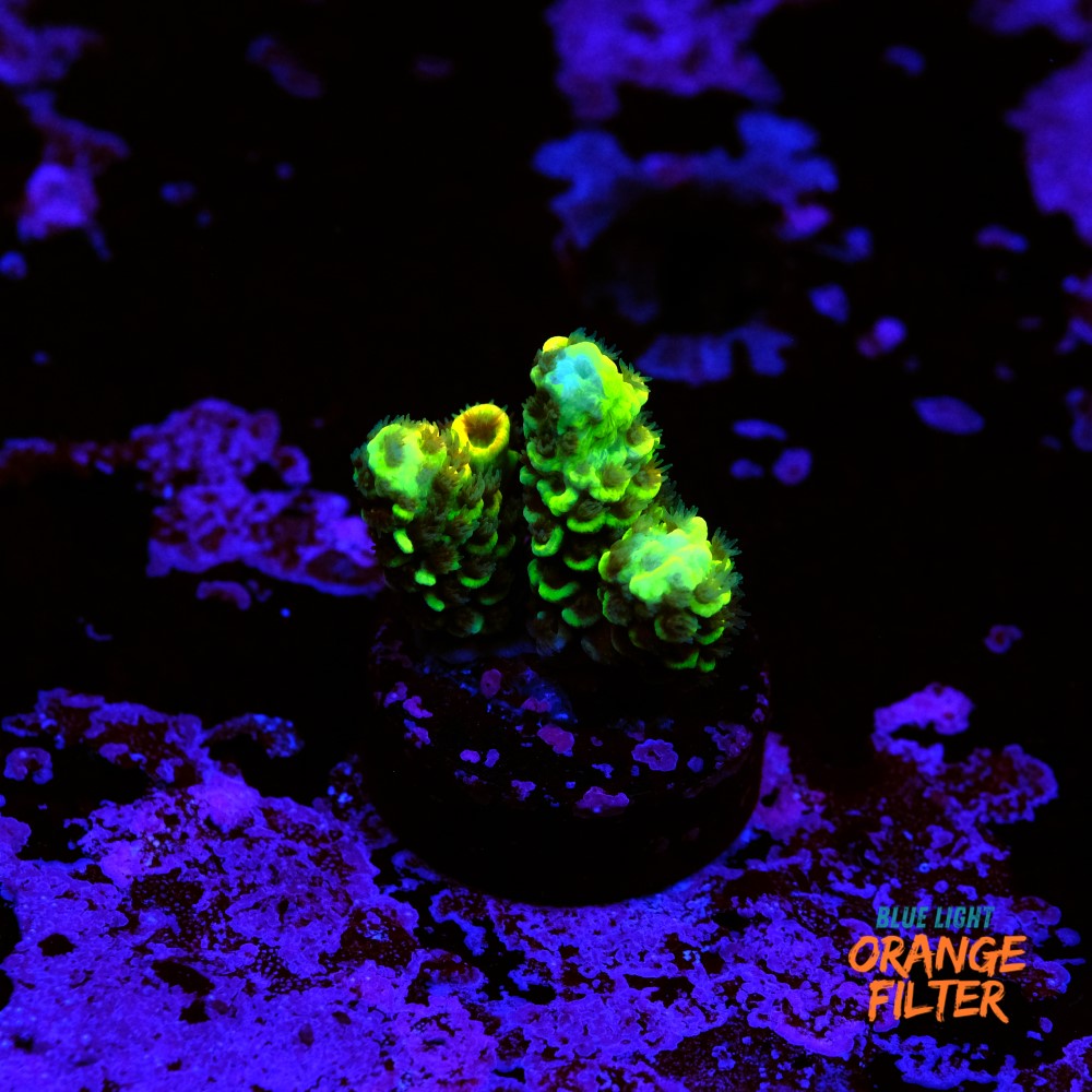 Acropora vermiculata 1