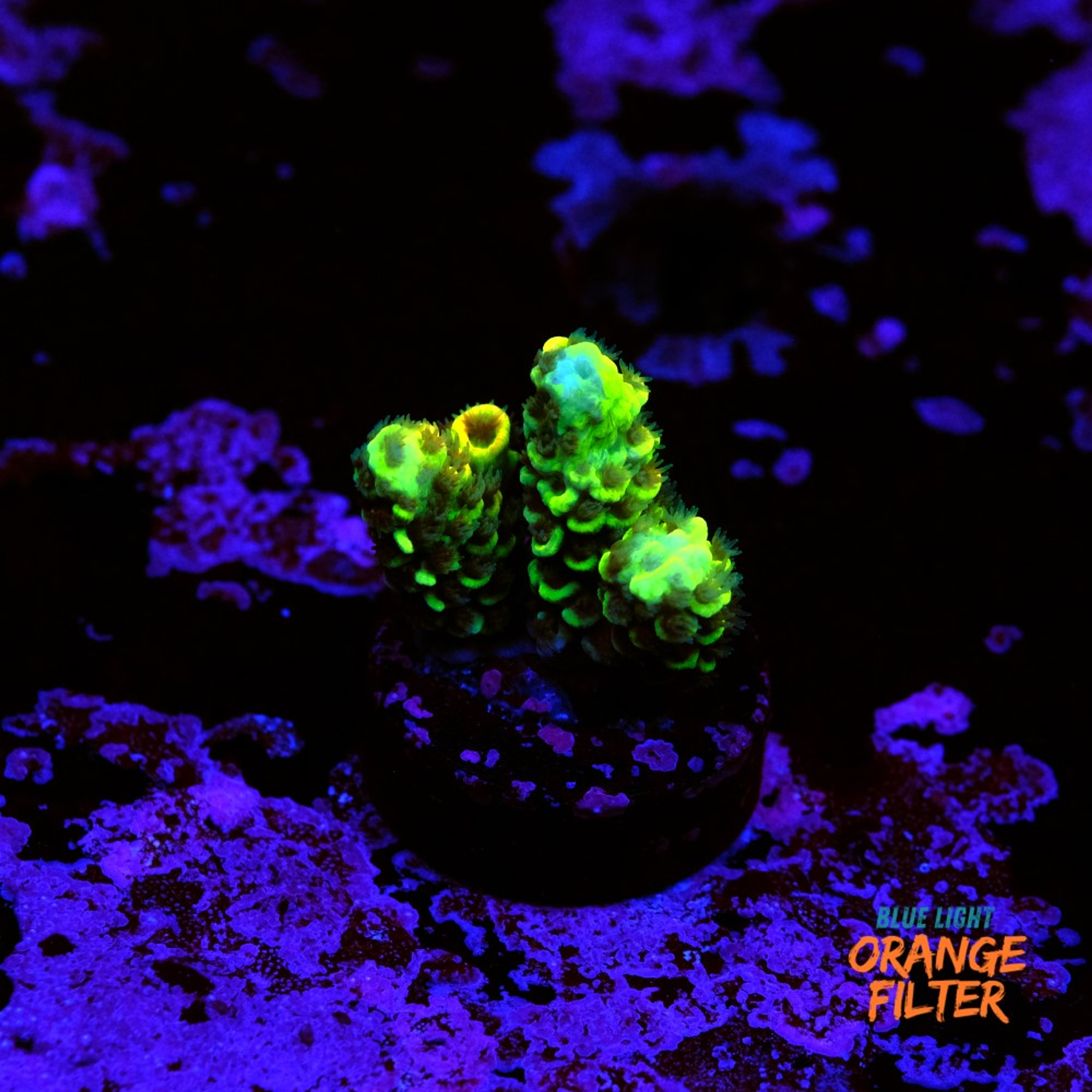 Acropora vermiculata