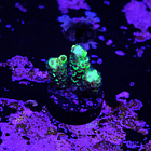 Acropora vermiculata 2