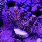 Acropora millepora  2