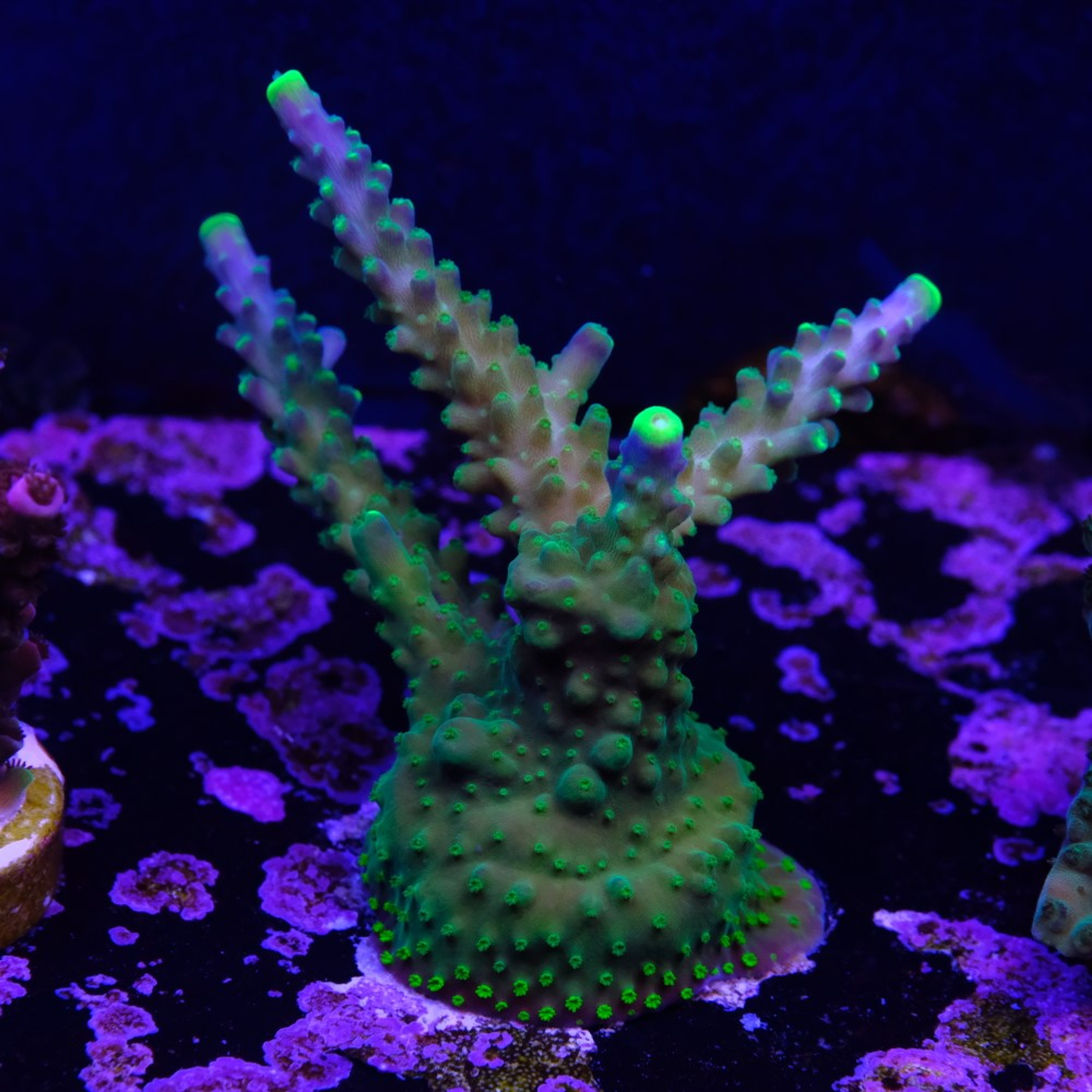 Acropora joker