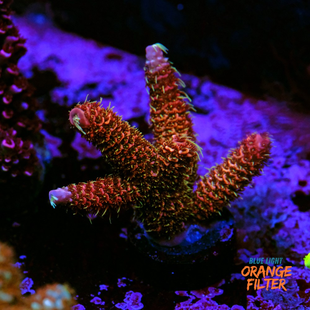 Acropora millepora copper skin 1