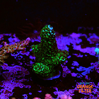 Acropora spathulata  1