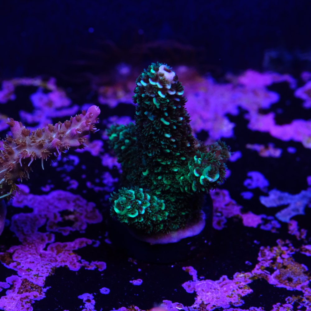 Acropora spathulata  2