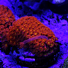 Bernardpora red with yellow mouth 2