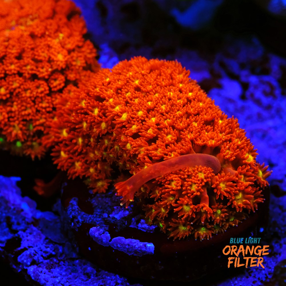 Bernardpora red with yellow mouth 1