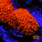 Bernardpora red with yellow mouth 1