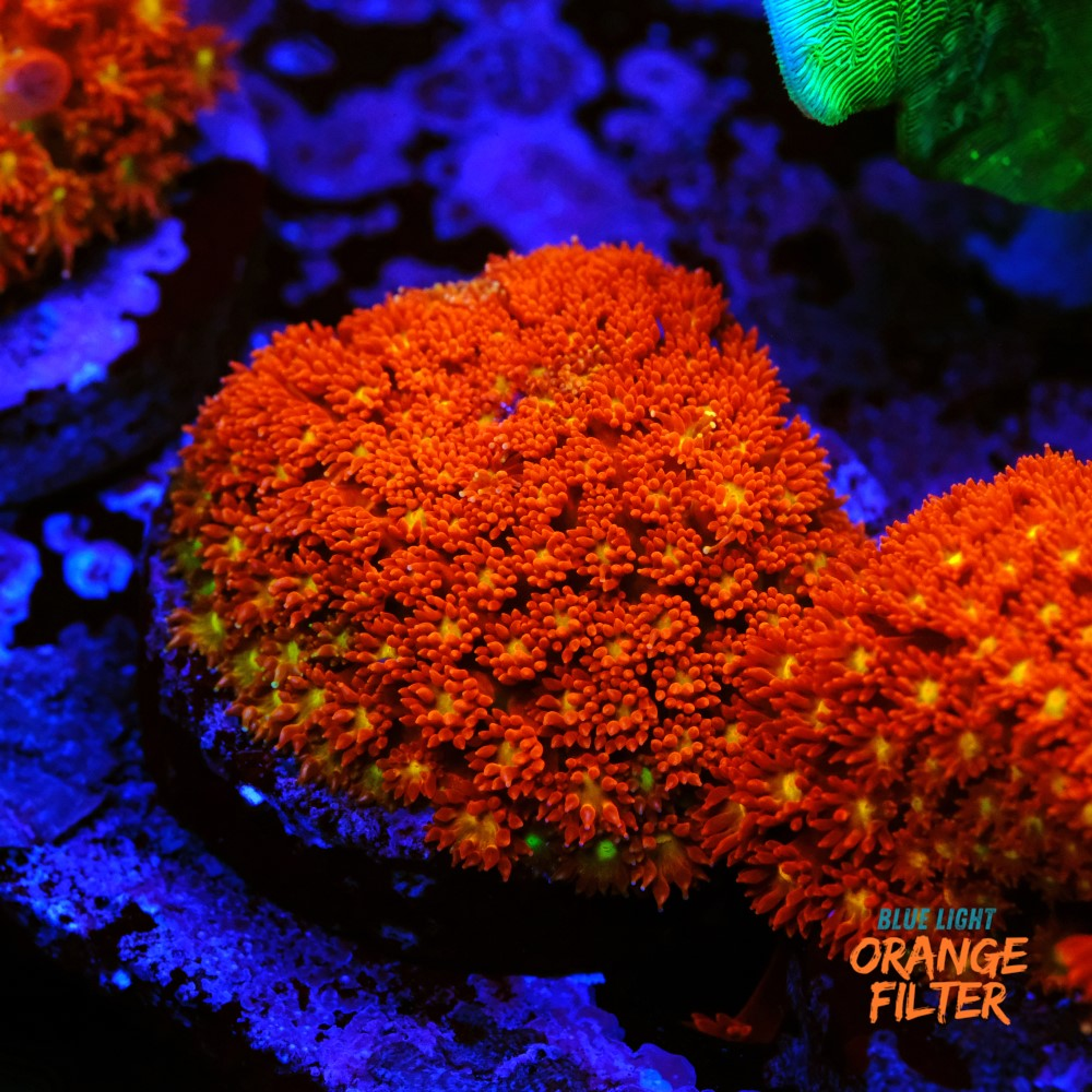 Bernardpora red with yellow mouth