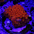 Bernardpora red with yellow mouth 2