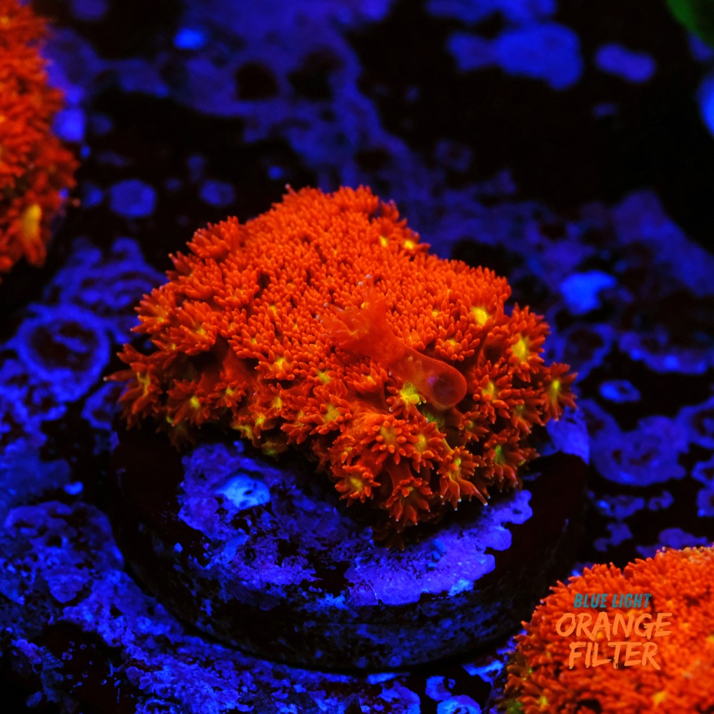 Bernardpora red with yellow mouth 1