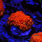 Bernardpora red with yellow mouth 1