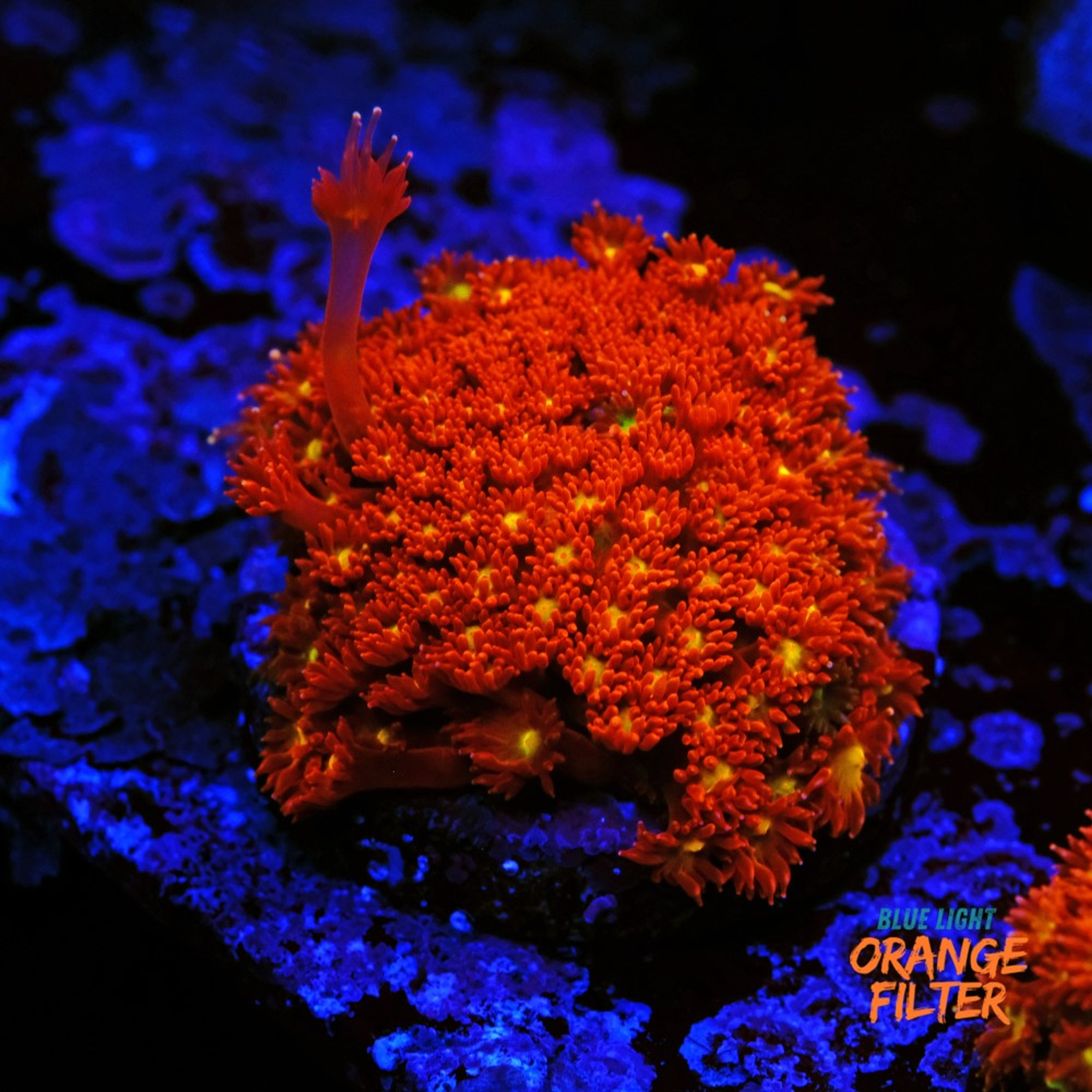 Bernardpora red with yellow mouth