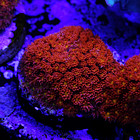 Bernardpora red with yellow mouth 2