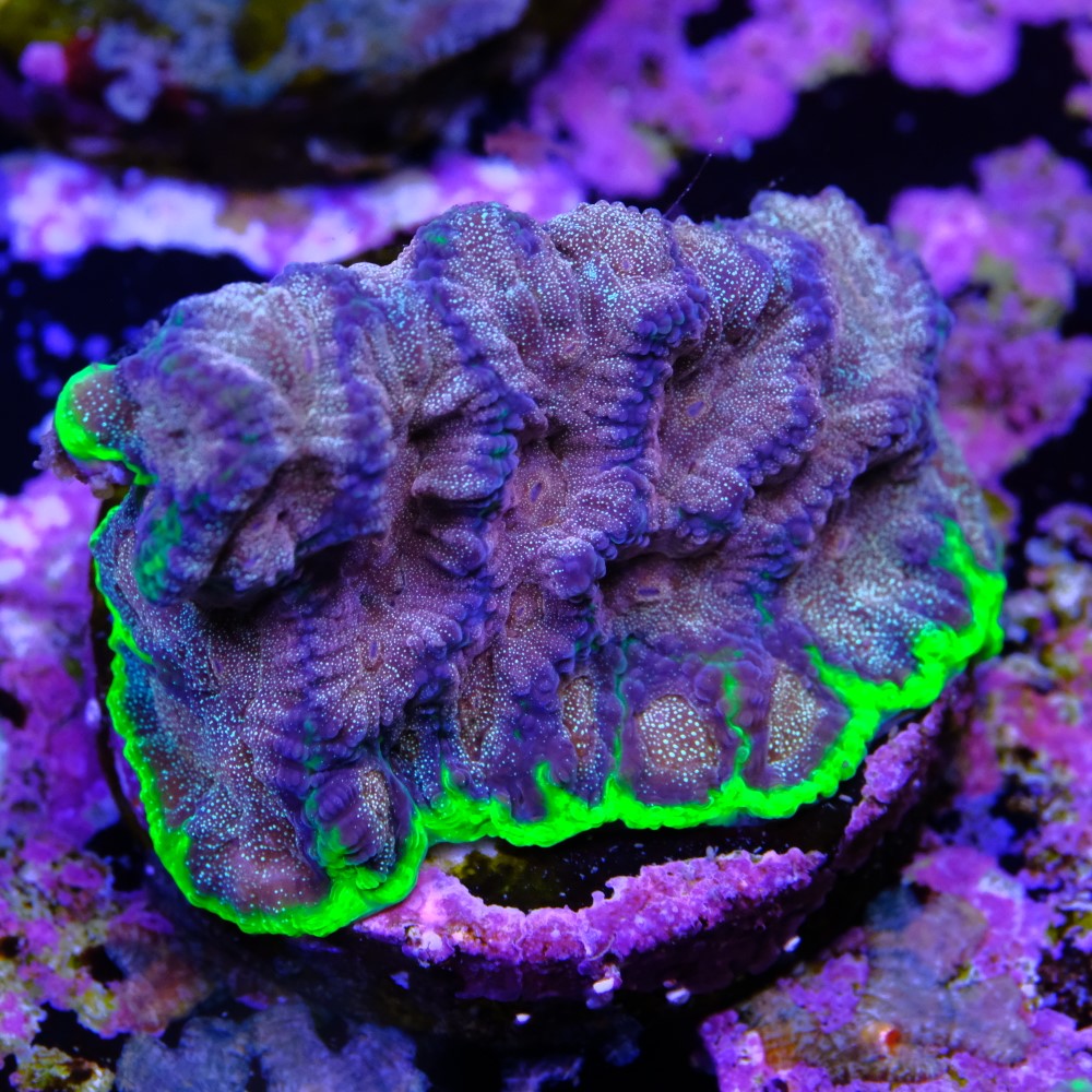 Favia “WWC bejeweled” 2