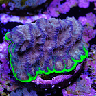 Favia “WWC bejeweled” 2