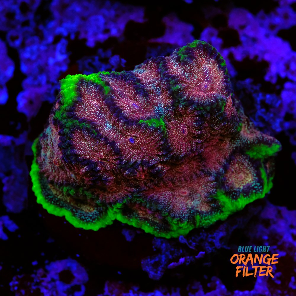 Favia “WWC bejeweled” 1