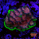 Favia “WWC bejeweled” 1