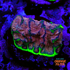 Favia “WWC bejeweled” 1