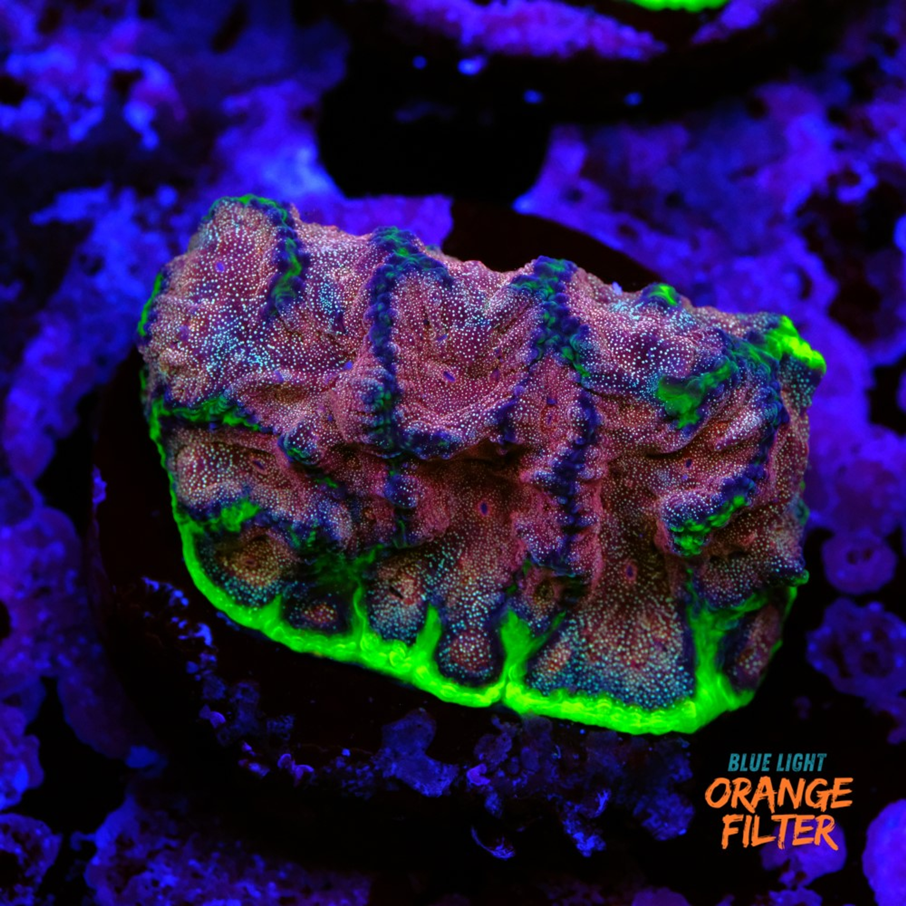 Favia “WWC bejeweled”