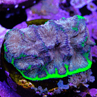 Favia “WWC bejeweled” 2