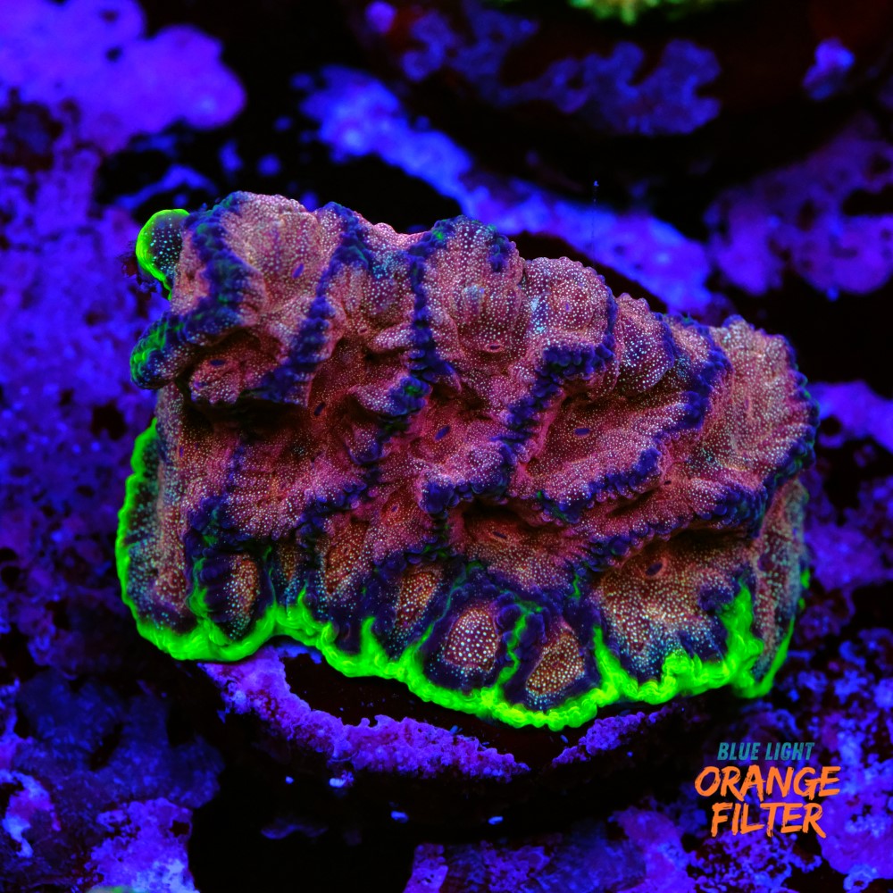 Favia “WWC bejeweled” 1