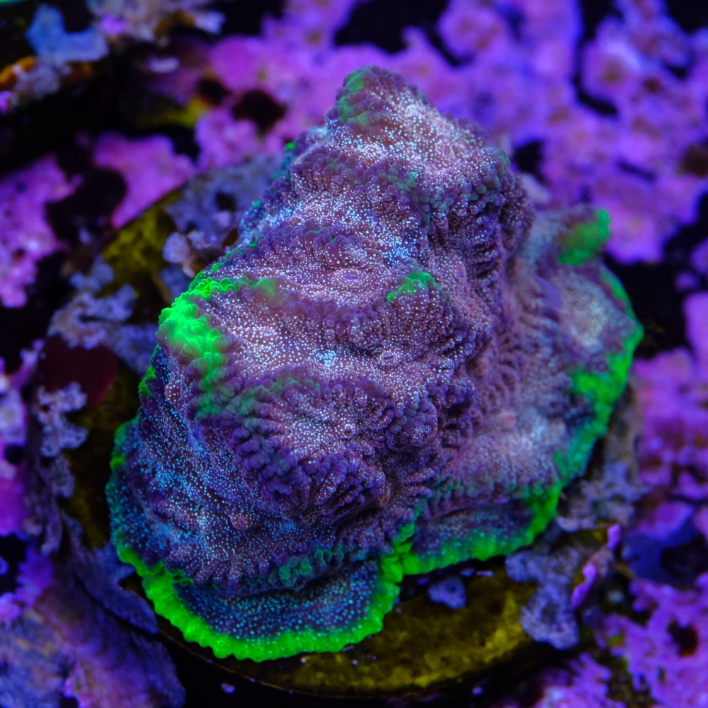 Favia “WWC bejeweled” 2