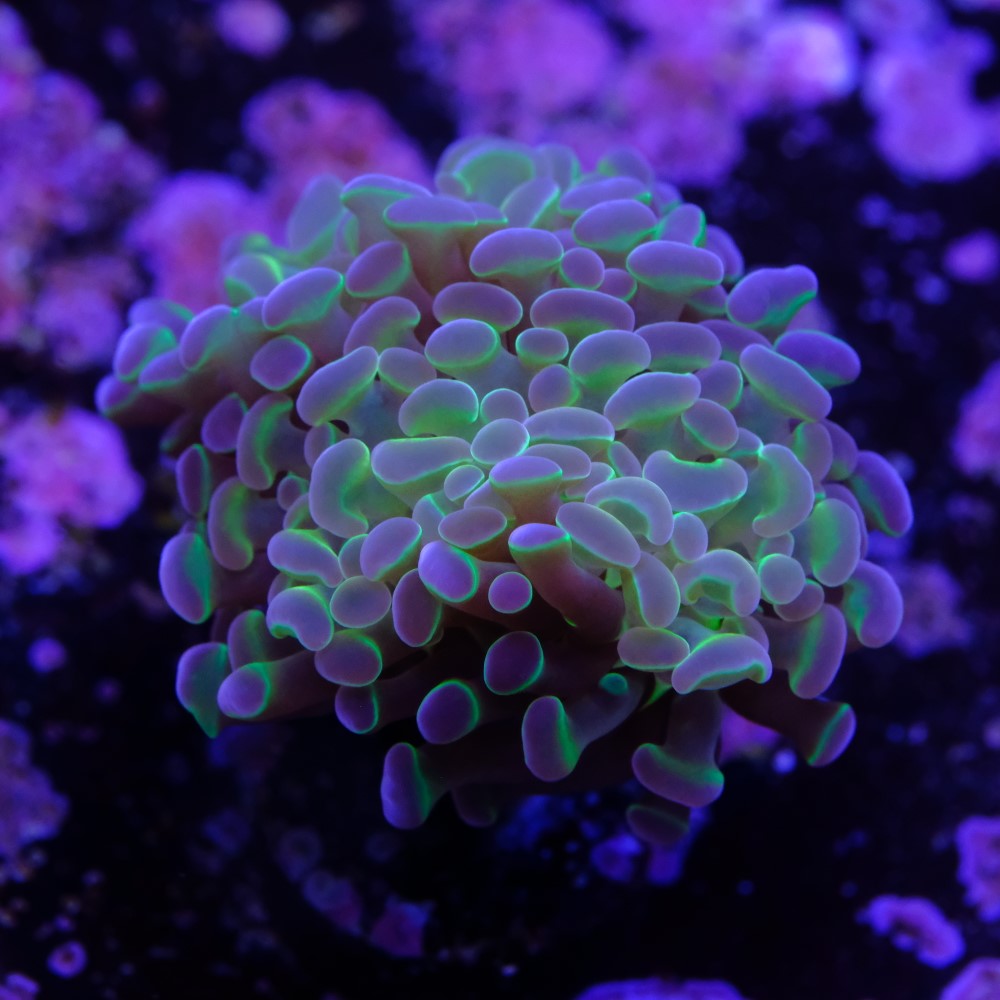 Euphyllia hologram 2