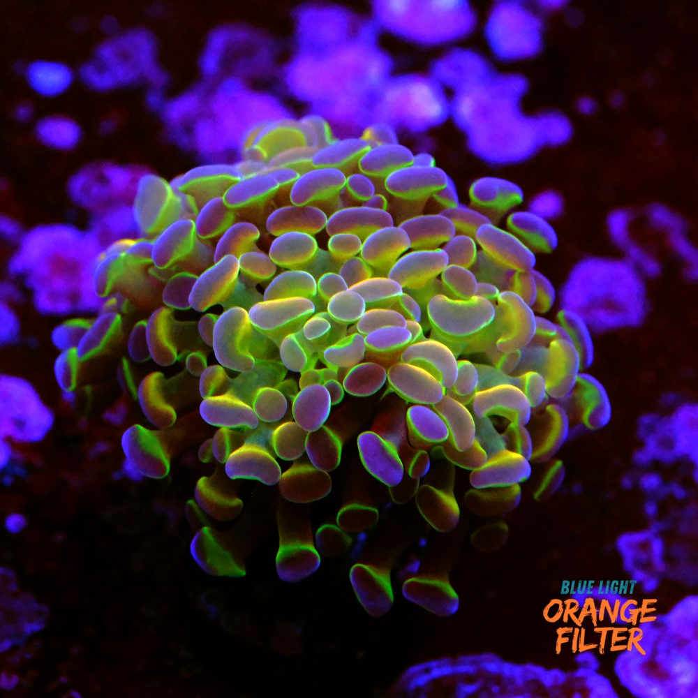 Euphyllia hologram 1