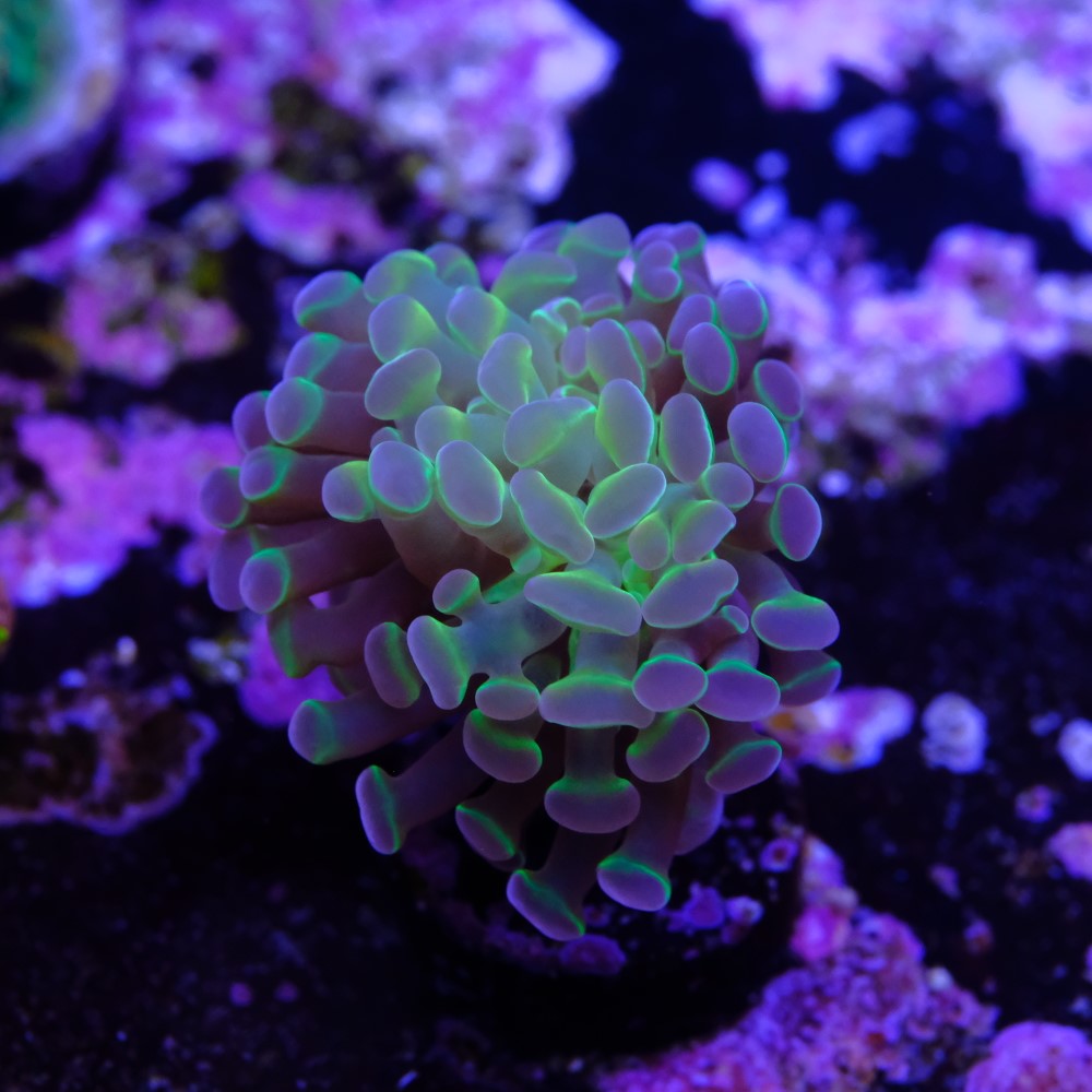 Euphyllia hologram 2