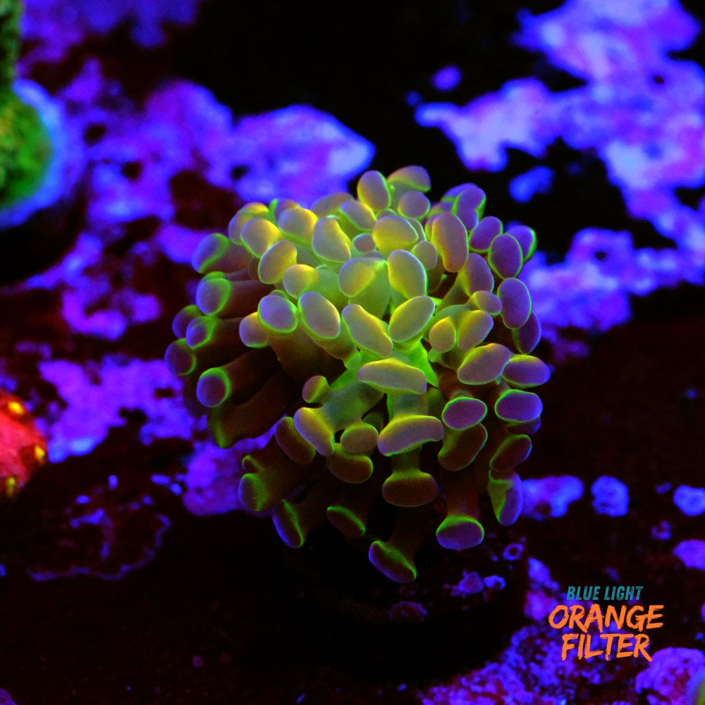 Euphyllia hologram 1