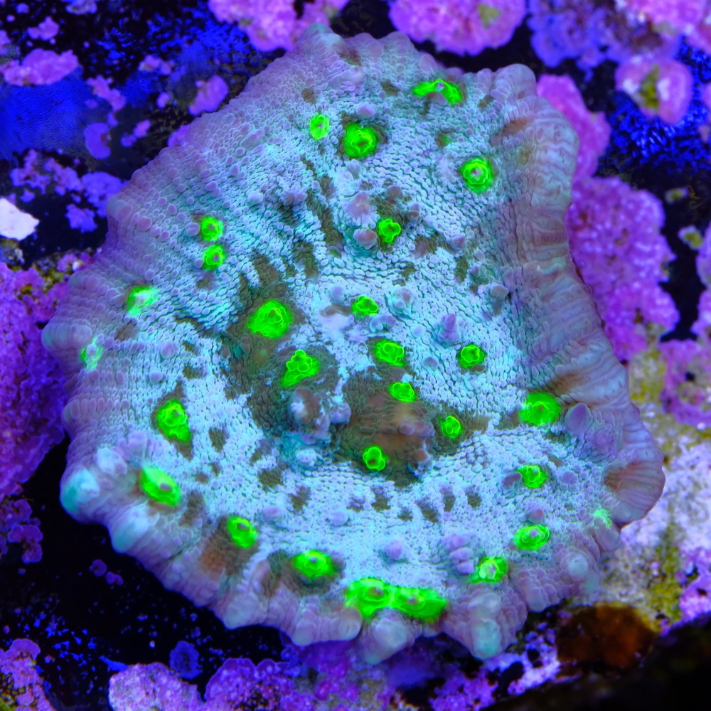 Chalice alien eye  2