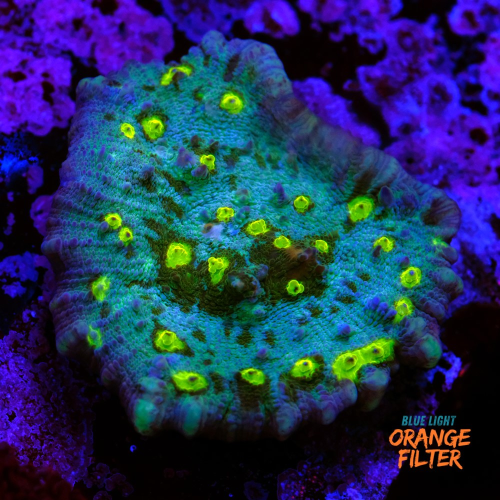 Chalice alien eye  1