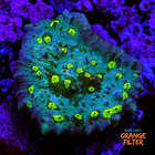 Chalice alien eye  1