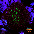 Rhodactis Osculifera 2