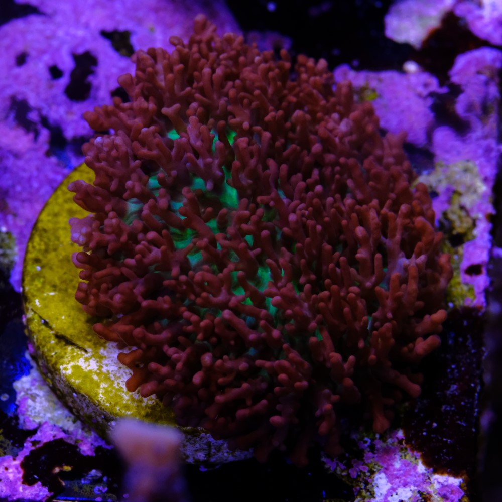 Rhodactis Osculifera 1