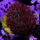 Rhodactis Osculifera 1