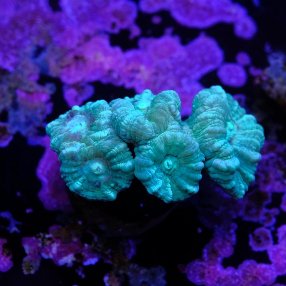 Caulastrea Green 2