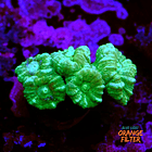 Caulastrea Green 1