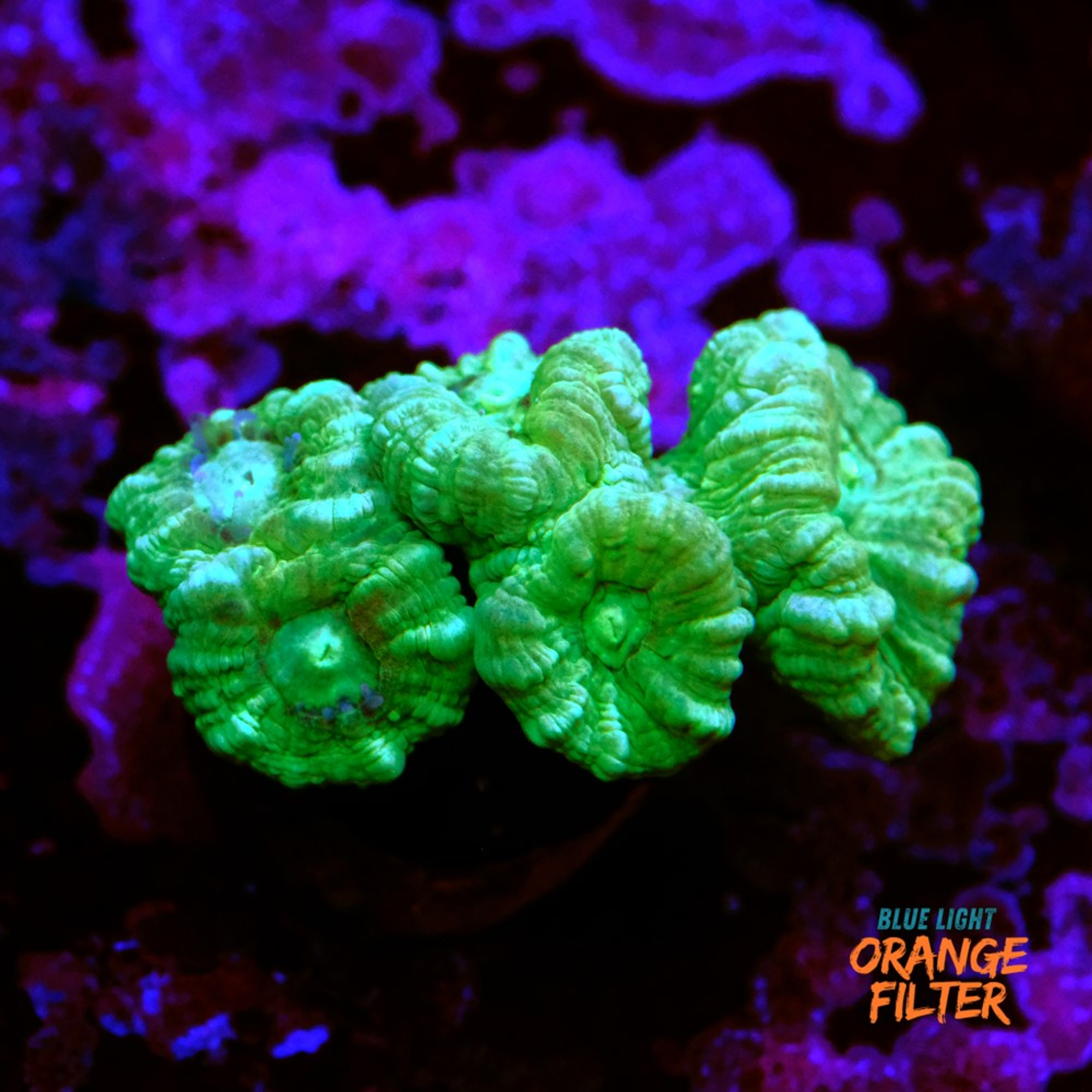 Caulastrea Green