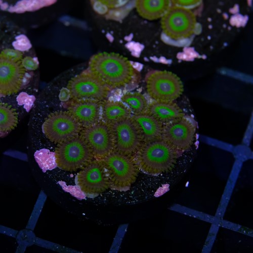 Zoanthus la lakers 2