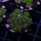 Zoanthus la lakers 2