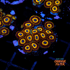 Zoanthus la lakers 1