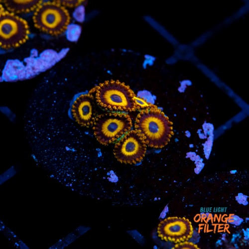 Zoanthus la lakers 1