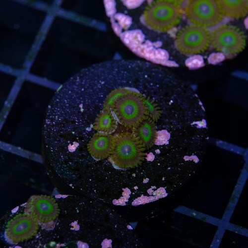 Zoanthus la lakers 2