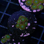 Zoanthus la lakers 2