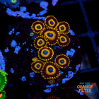 Zoanthus la lakers 1