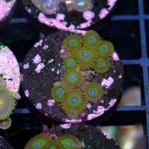 Zoanthus la lakers 2